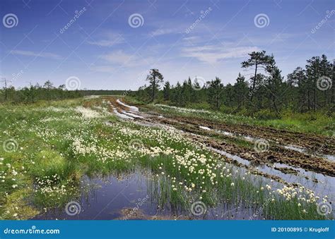 Road Through The Swamp Stock Image Image Of Sedge Grass 20100895