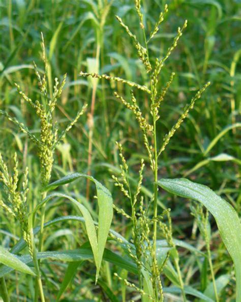 Browntop Millet - Missouri Southern Seed