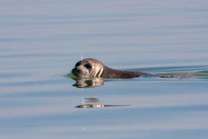 How Deep Is the Caspian Sea? - A-Z Animals