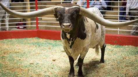 Oklahoma Longhorn Bull With Record Horn Span Sold In Texas