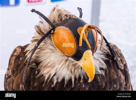 North American Bald Eagle wearing a falconry hood Stock Photo - Alamy