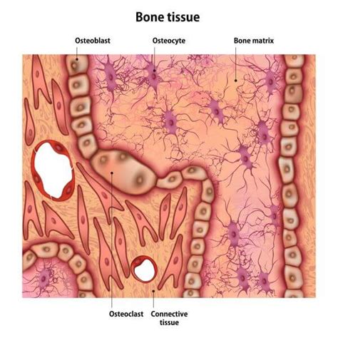 Bone Cell Drawing