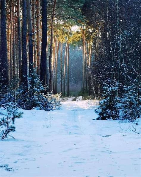 Bosque De Invierno Rompecabezas En L Nea