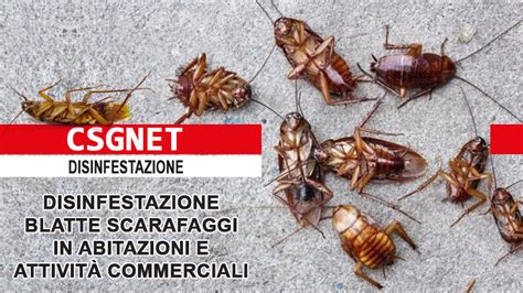 Disinfestazione Blatte E Scarafaggi Csgnet Disinfestazione