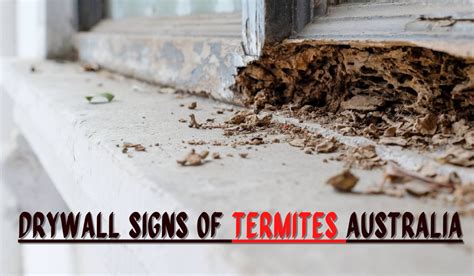 Drywall Signs Of Termites Australia Ocg Pest Control Termite