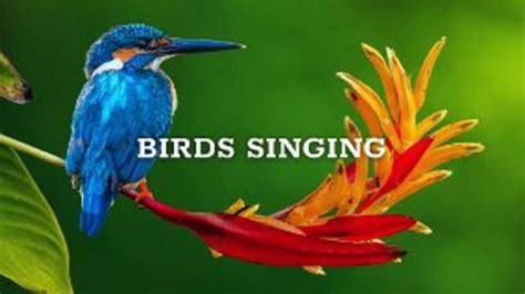 Birds Sound Nature Sounds Meditation Forest Sounds Of Birds Singing