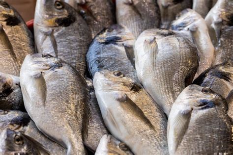 Comment Pêcher La Dorade Conseils Pour Réussir Votre Pêche