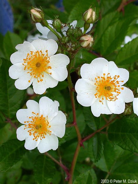 Rosa multiflora (Multiflora Rose): Minnesota Wildflowers