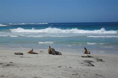 Kangaroo Island In A Day Tour From Adelaide 2019