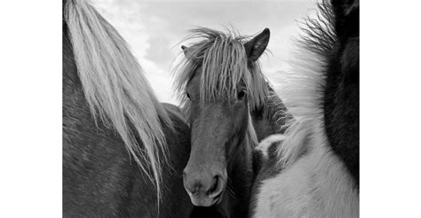 Daniel Halpern Ponies The Atlantic