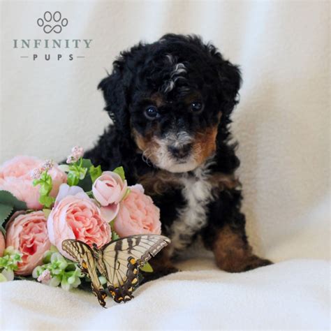 Butterfly • Bernedoodle Mini • Infinity Pups