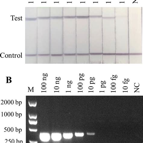 Sensitivity Of The Rpa Lfd Assay And Pcr For The Detection Of C