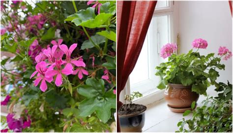 3 Ways To Overwinter Your Geraniums Pelargoniums A Step By Step Guide