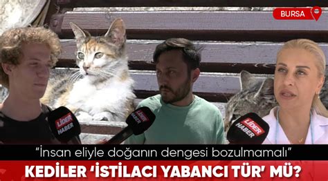 KEDİLER İSTİLACI YABANCI TÜR MÜ Lider Bursa Bursa Haber ve