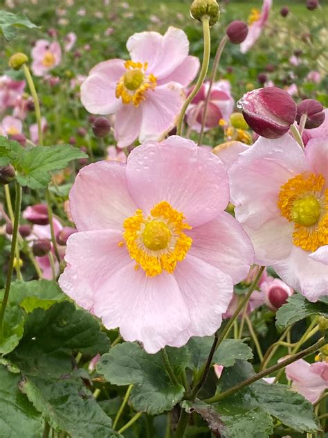 Japanese Anemone Growing Guide – Farmer Bailey Inc.