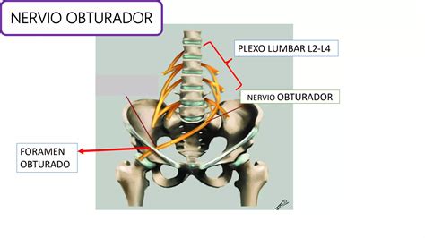 Estructuras Vasculonerviosas De La Pelvis Anatom A Ppt