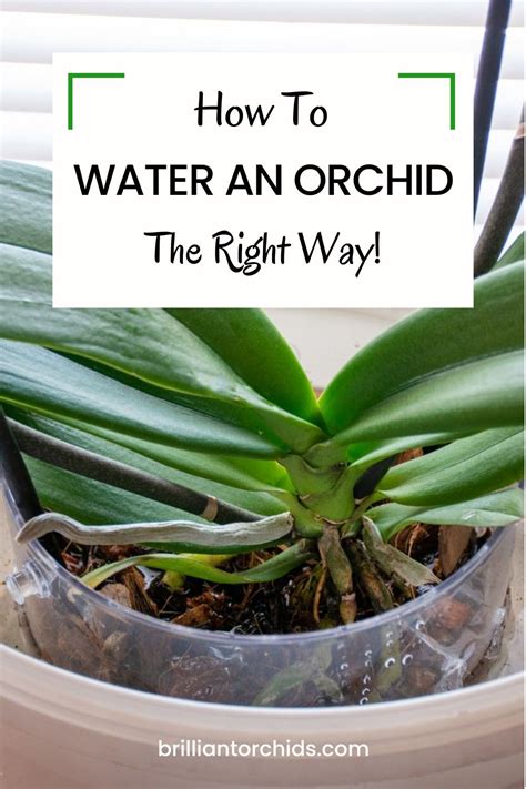 How to Water an Orchid: Step by Step Care Guide | Orchid plant care ...