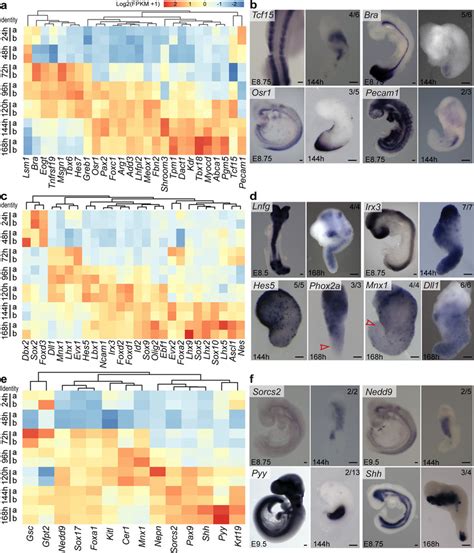 Gastruloids Display Spatio Temporal Organization In The Expression