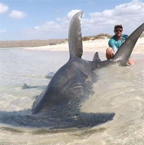 Ten Huge Tiger Sharks Up To Five Metres Long Hauled Into Shore By