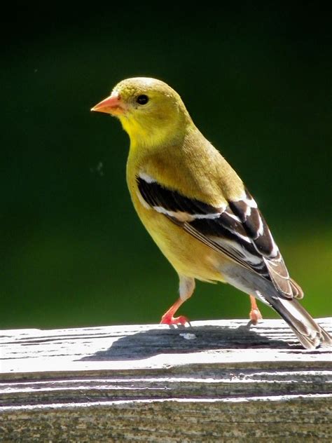 Female American Goldfinch