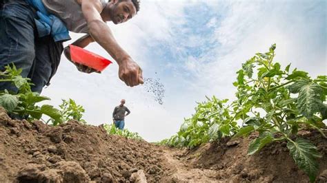 Guía De Cultivo Y Características Del Cerezo Agromática