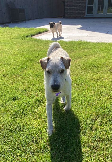 Wilf 9 Month Old Male Shar Pei Cross Poodle Available For Adoption