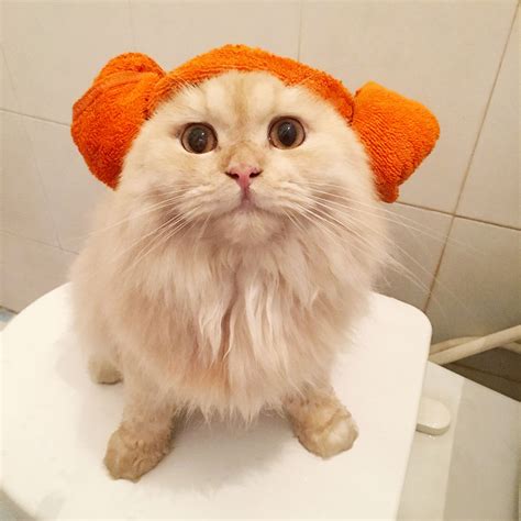 This Cat Loves Taking Shower