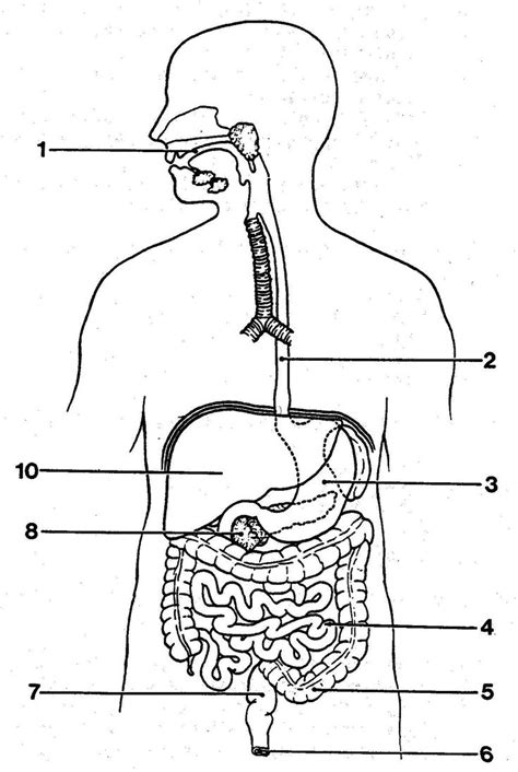 Digestive System Diagram For Labelling Printable Digestive S