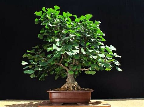 Pin de Maria Esther Martinez en Bonsai Bonsai de jade Árboles bonsai