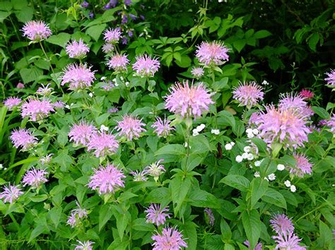 Монарда сиреневая (Гибрид Monarda fistulosa) купить в blumgarden.ru