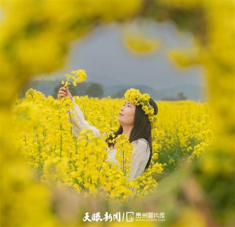 【多彩贵州·花漾中国】贵州各地：迷醉！金色「花海」沁心脾 知乎