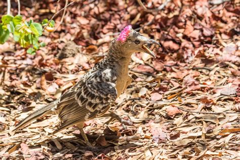 Stunning Birds With Mohawks With Pictures