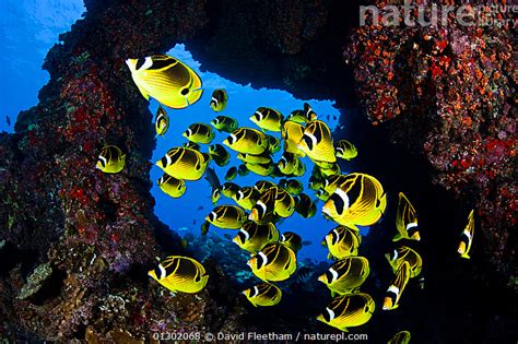 Stock Photo Of Schooling Raccoon Butterflyfish Chaetodon Lunula