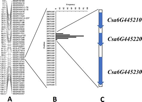 Frontiers Quantitative Trait Loci Mapping And Candidate Gene Analysis