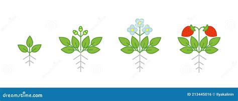 Strawberry Plant Growth Stages Fragaria Development Budding Then