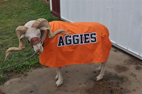 CSU Mascot CAM The Ram Tries on His New Aggies Jacket | Ag day, Aggies ...