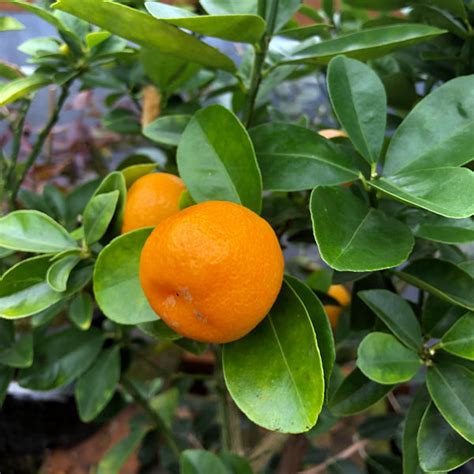 Fukushu Kumquat Citrus Tree One Green World