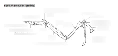 Diagram Of Bird Forelimb Quizlet