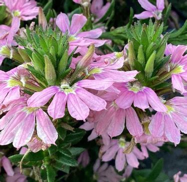 Scaevola aemula Fairy 'Pink' – Heron's Head Nursery