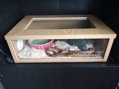 Corn snake and vivarium set up | in Chertsey, Surrey | Gumtree