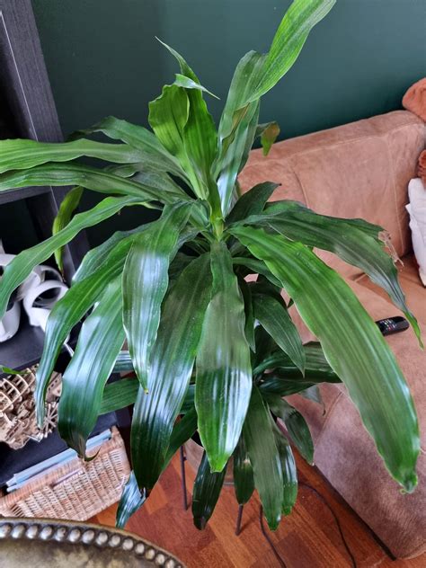 Dracaena Root Rot: A Guide To Symptoms, Causes & Fixes