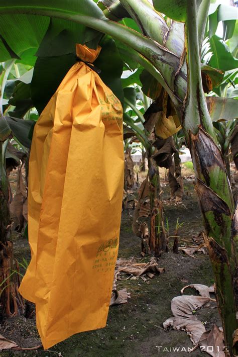 Estudiando Agricultura en Taiwán Embolsando Frutos