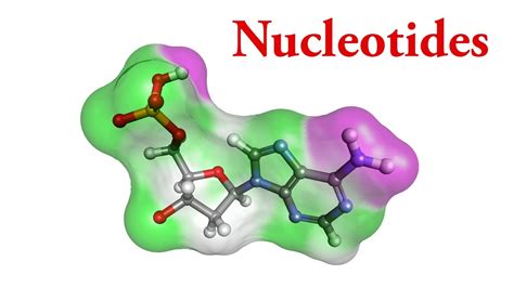 Nucleotide Molecule Structure