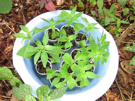 Propagation: Rooting Pentas Lanceolata Cuttings