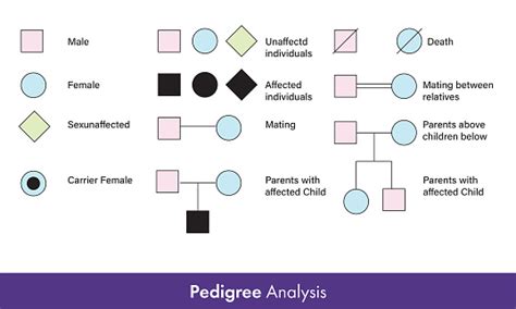 Pedigree Analysis Chart Symbols Used In Genetic Engineering And Genetic