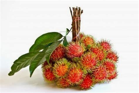 Manfaat Biji Dan Kulit Rambutan Kumpulan Obat Herbal Alam Indonesia