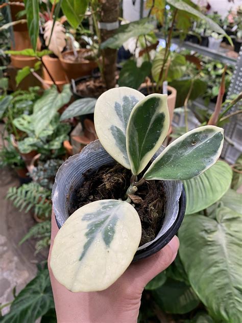 Hoya Obovata Albomarginata 鏡葉外錦毬蘭 植仔 Plantjai 香港觀葉植物專門店