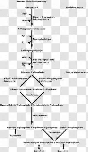 Glucose 6-phosphate Glucose-6-phosphate Dehydrogenase Deficiency ...