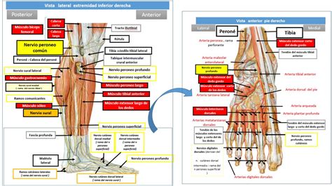 Relaciones Anat Micas Del Nervio Peroneo N Dolopedia Hot Sex 2640 The