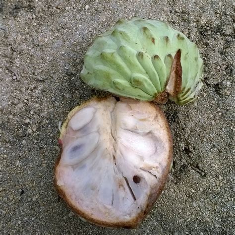 Annona Macroprophyllata Ilama Pink And White Fleshed Seeds Etsy